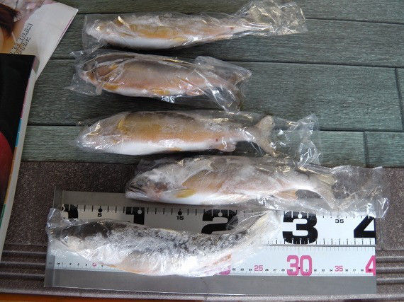 鮎釣り師のひとり言