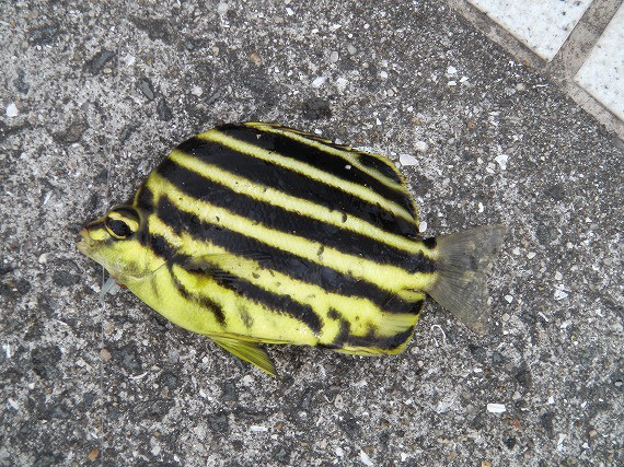 5daa885d.jpg