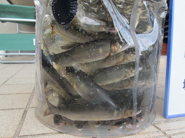 61c238d6.jpg