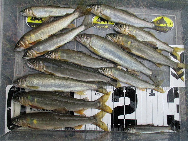 632b8a01.jpg