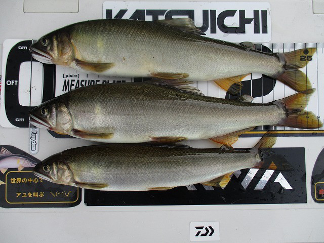 632d7e17.jpg
