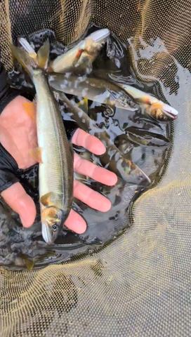 Screenshot_20250929-091809