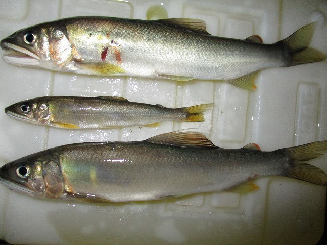 8b5d58e9.jpg