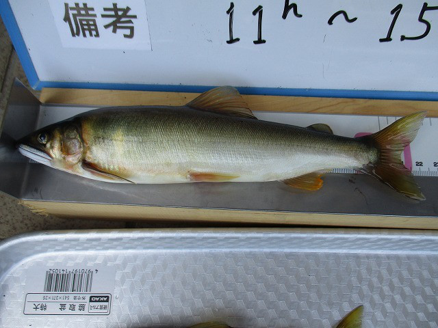 8e226e11.jpg