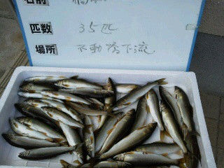 鮎釣り師のひとり言