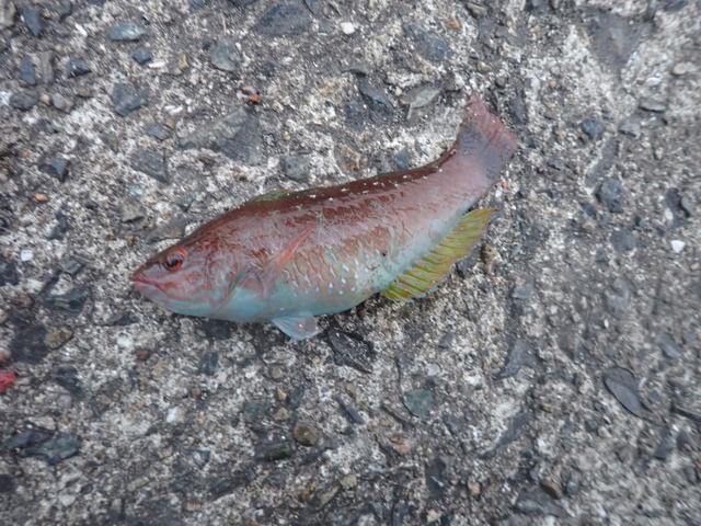 P1021417