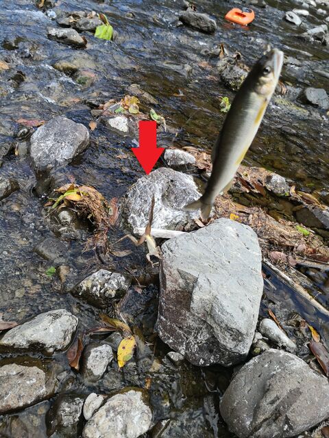 究極のヘチ泳がせ釣りが炸裂 鮎釣り師ガバチャのひとり言