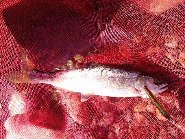 P4112076