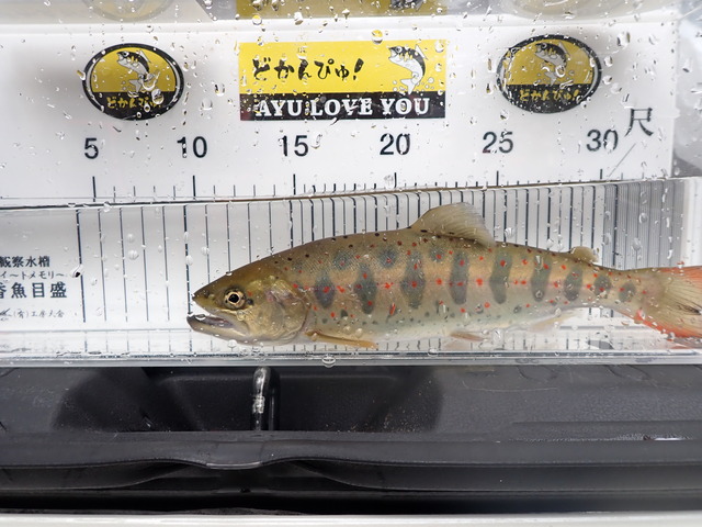 P3101187