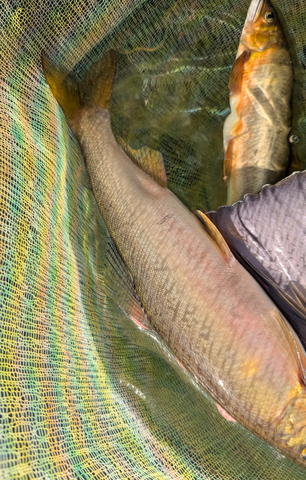 Screenshot_20251019-182329