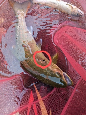 PXL_20230619_021755068~2