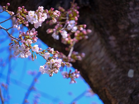 DSCF6880