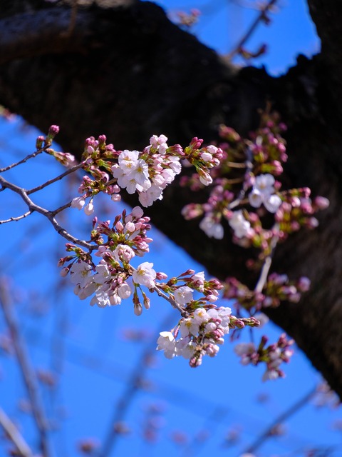 DSCF6881