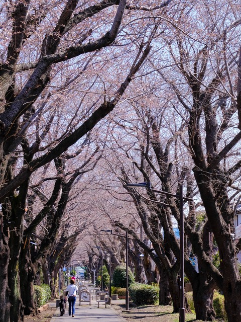 DSCF6877