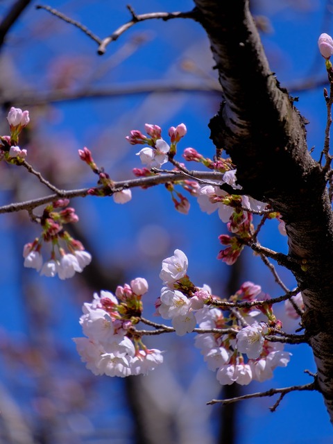 DSCF6866