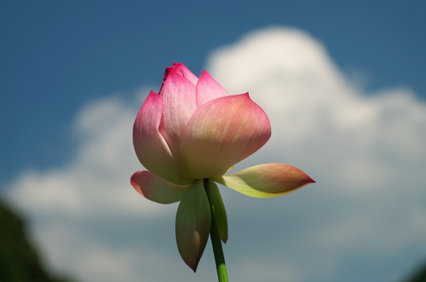 s-IMGP2346