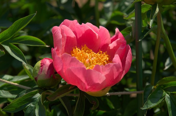s-コーラルNゴールドIMGP5675
