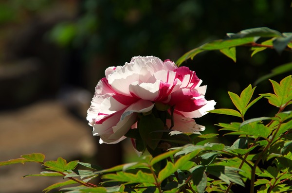 s-IMGP1098