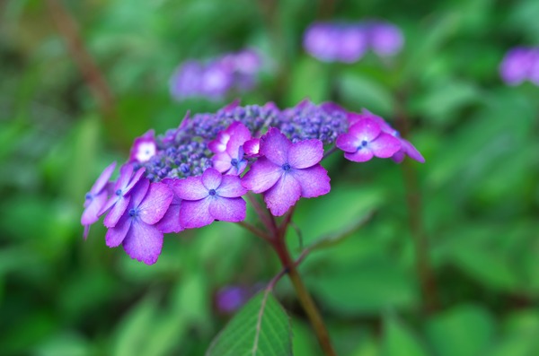 s-IMGP7726