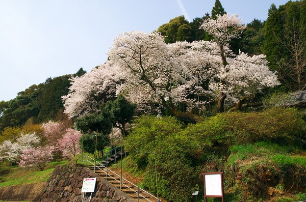桜の名所 明星桜 伊万里市東山城町 がばいよか佐賀