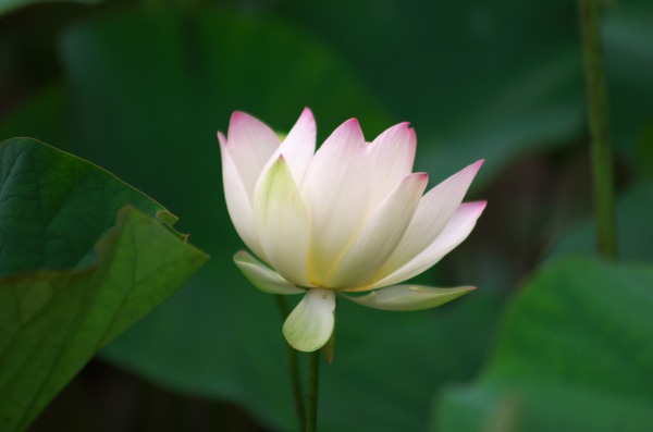 s-IMGP2160