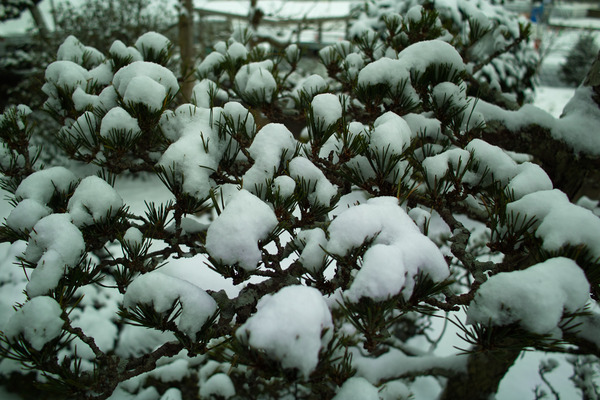 松の雪SDIM0238