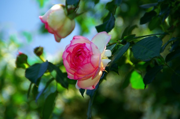 s-ケニギンフォンデンマークIMGP2527