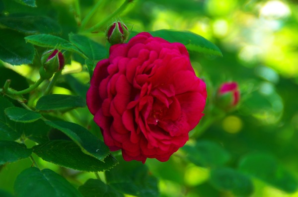 s-ジプシーボーイIMGP2513