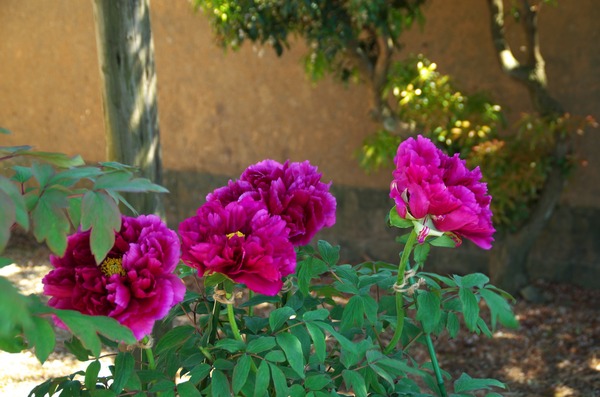 s-紫晃IMGP0943