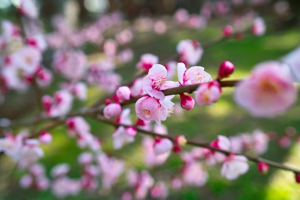 s-SDIM0804