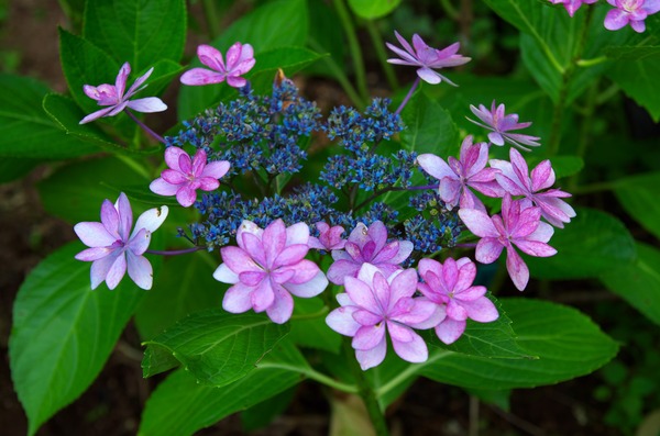 あじさい寺 大聖寺 ２ 武雄市北方町 がばいよか佐賀