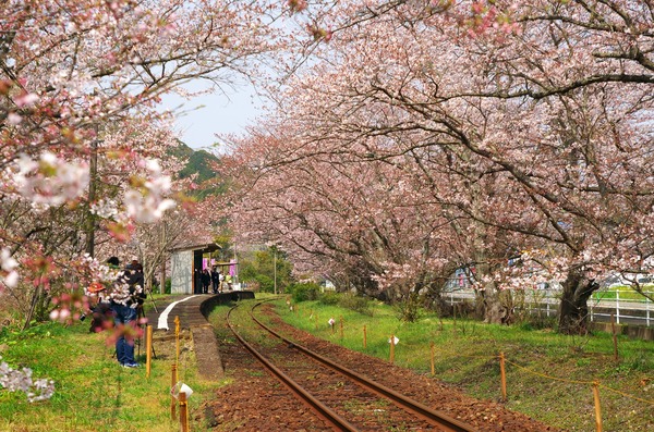 桜の咲く名所 桜のトンネル 松浦鉄道浦ノ崎駅 伊万里市 がばいよか佐賀