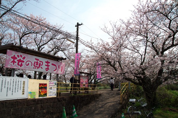 桜の咲く名所 桜のトンネル 松浦鉄道浦ノ崎駅 伊万里市 がばいよか佐賀