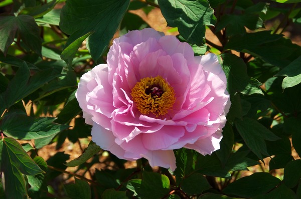 s-IMGP1101