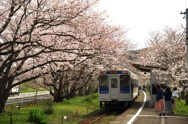 桜の咲く名所 桜のトンネル 松浦鉄道浦ノ崎駅 伊万里市 がばいよか佐賀
