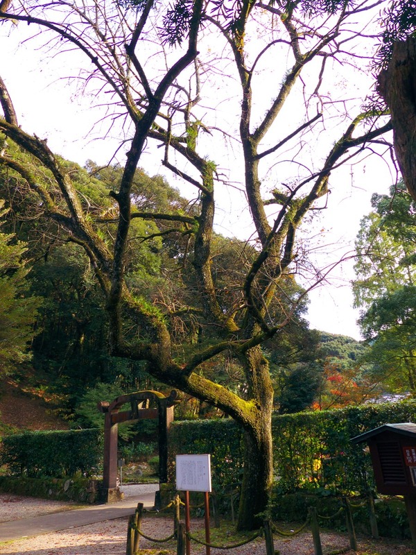 s-P1130460