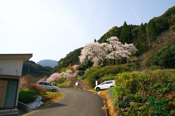 桜の名所 明星桜 伊万里市東山城町 がばいよか佐賀