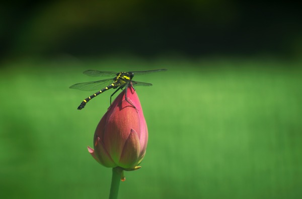 s-IMGP2376