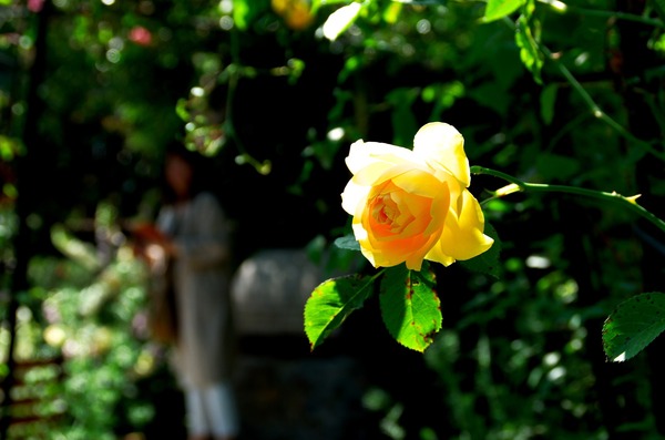 s-グラハムトーマスIMGP2568