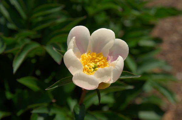 s-クリンクルホワイトIMGP5537