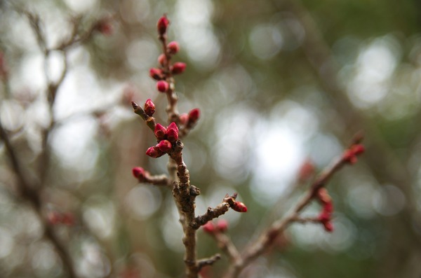 s-IMGP2313