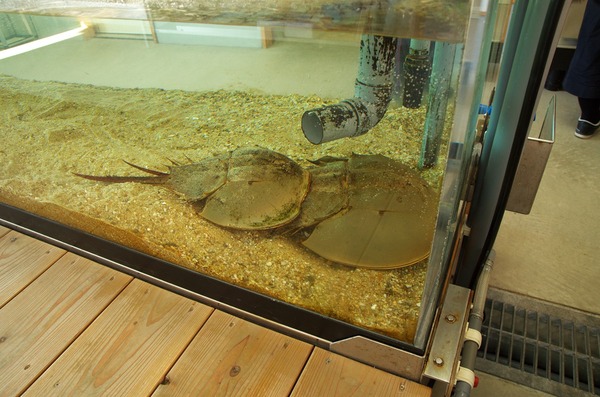 生きている化石カブトガニを見に行こう 伊万里湾カブトガニの館 がばいよか佐賀