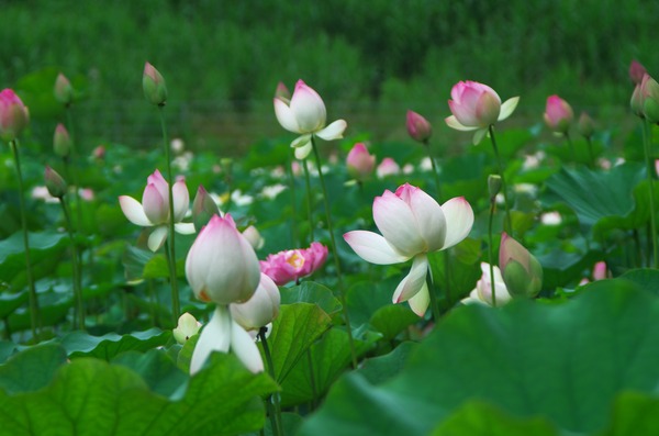 s-IMGP2144