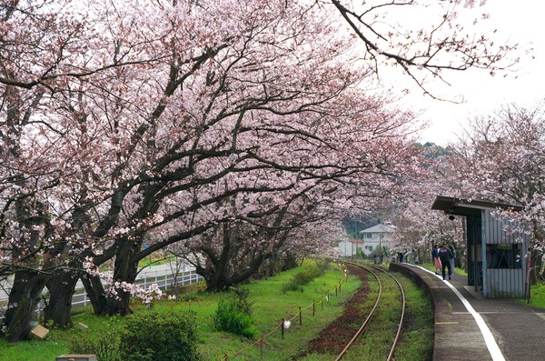 桜の咲く名所 桜のトンネル 松浦鉄道浦ノ崎駅 伊万里市 がばいよか佐賀