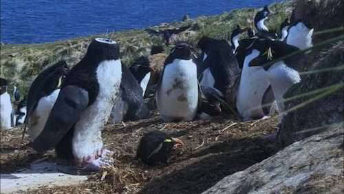 彡 ﾟ ﾟ おっペンギンのヒナやんけ 襲ったろ 敵 ｼｭﾊﾞﾊﾞﾊﾞ 走り寄ってくる音 ガバガバ歴史速報