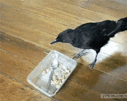 カラス くっそ 餌にくちばしが届かへん せや ガバガバ歴史速報