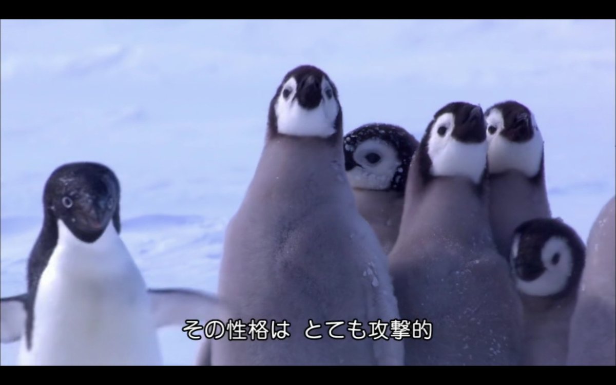 彡 ﾟ ﾟ おっペンギンのヒナやんけ 襲ったろ 敵 ｼｭﾊﾞﾊﾞﾊﾞ 走り寄ってくる音 ガバガバ歴史速報