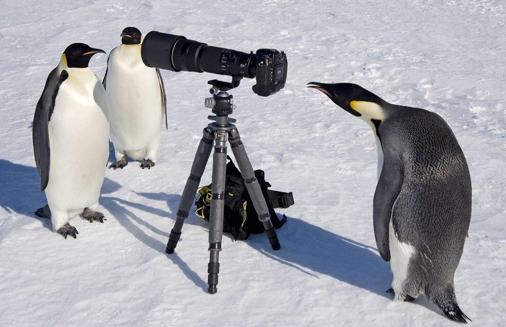 ペンギン はぇ すっごいおっきい ガバガバ歴史速報