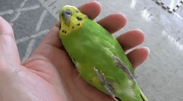カラス くっそ 餌にくちばしが届かへん せや ガバガバ歴史速報