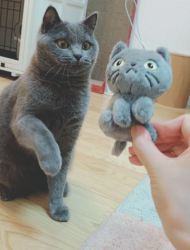 ネコとかいうかわいいだけで何の役にも立たない畜生 ガバガバ歴史速報 ネコとかいうかわいいだけで何の役にも立たない畜生 ガバガバ歴史速報